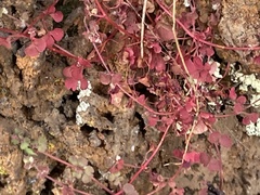 Pterostegia drymarioides