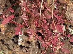 Pterostegia drymarioides