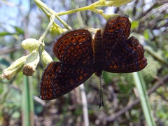 Calephelis laverna
