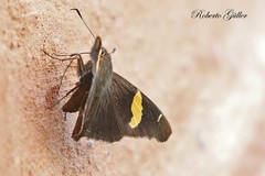 Oechydrus chersis ochrilinea
