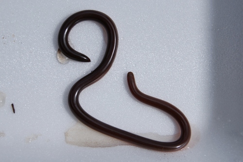 Syrian Blind Snake