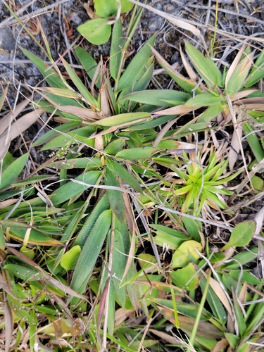 Image of Roughhair Rosette Grass (Dichanthelium strigosum) by (c) Jay Horn, some rights reserved (CC BY)