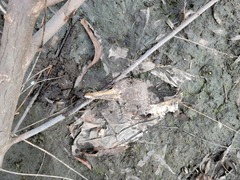 Dendrocygna autumnalis