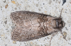 Discophlebia celaena
