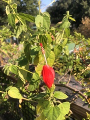 Malvaviscus arboreus