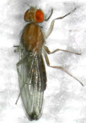 Scaptomyza adusta