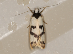 Eulechria sigmophora