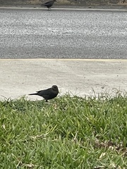 Euphagus cyanocephalus