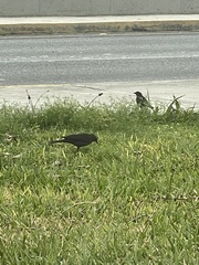 Euphagus cyanocephalus