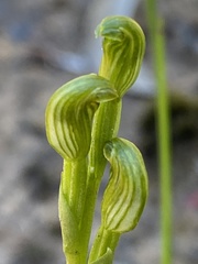 Pterostylis uliginosa