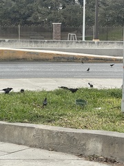 Euphagus cyanocephalus