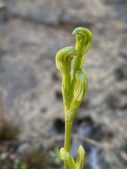 Pterostylis uliginosa