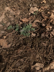 Corydalis glaucescens