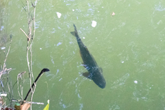 Brycon guatemalensis
