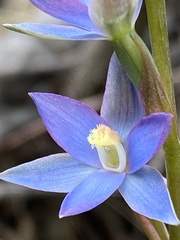 Thelymitra circumsepta