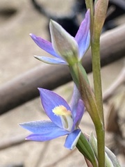 Thelymitra circumsepta