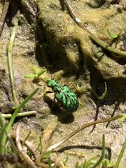 Elaphrus viridis