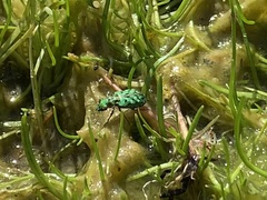 Elaphrus viridis