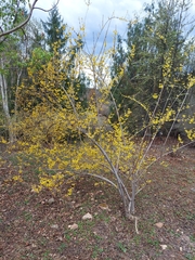 Forsythia giraldiana