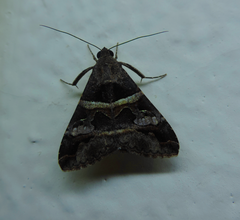 Melipotis perpendicularis