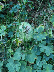 Image of Cucurbita ficifolia