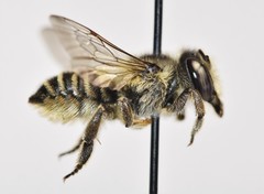 Megachile brevis