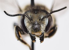 Megachile brevis
