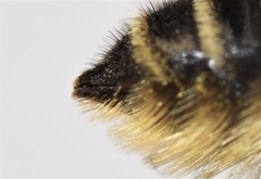 Megachile brevis