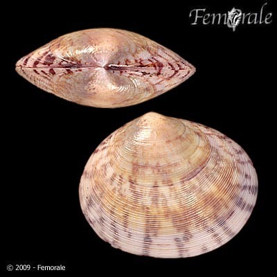 Purple Semele