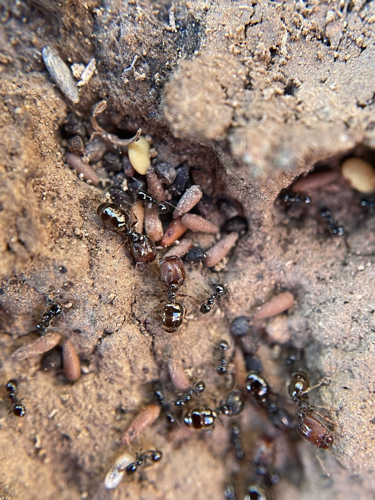 San Clemente Island Big-headed Ant