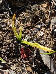 Spiranthes australis