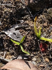 Spiranthes australis