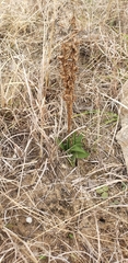 Spiranthes magnicamporum