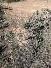 Eriodictyon traskiae traskiae