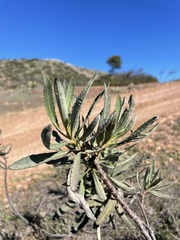 Eriodictyon traskiae traskiae