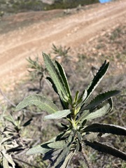 Eriodictyon traskiae traskiae