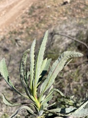 Eriodictyon traskiae traskiae