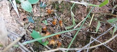 Syntermes praecellens