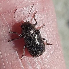 Glyptoscelis pubescens