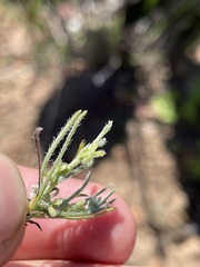 Pectocarya linearis ferocula