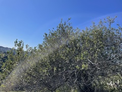 Ceanothus megacarpus insularis