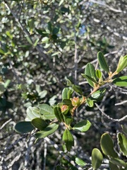Ceanothus megacarpus insularis