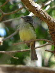Tolmomyias sulphurescens
