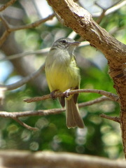 Tolmomyias sulphurescens