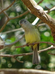 Tolmomyias sulphurescens