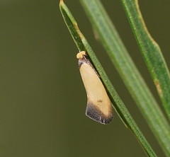 Edosa balanosema
