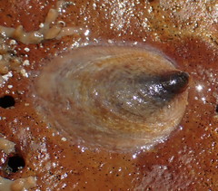 Crepidula onyx