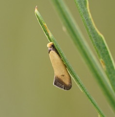Edosa balanosema