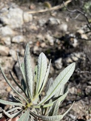 Eriodictyon traskiae traskiae