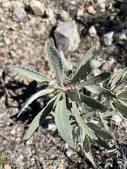 Eriodictyon traskiae traskiae